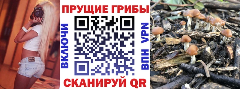 Псилоцибиновые грибы Psilocybe Старица